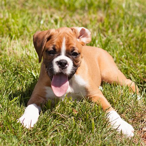  Say hello to these charming Boxer puppies! Their big puppy eyes, adorable wrinkles, and loving personalities make these puppies the perfect pets